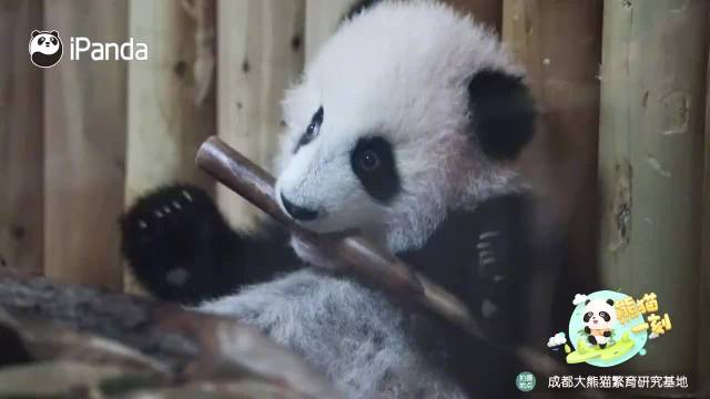 卡塔尔赛回,最大黑马印,尼脱颖而出,od体育官网,od体育App,od体育直播,od体育娱乐平台,od体育入口
